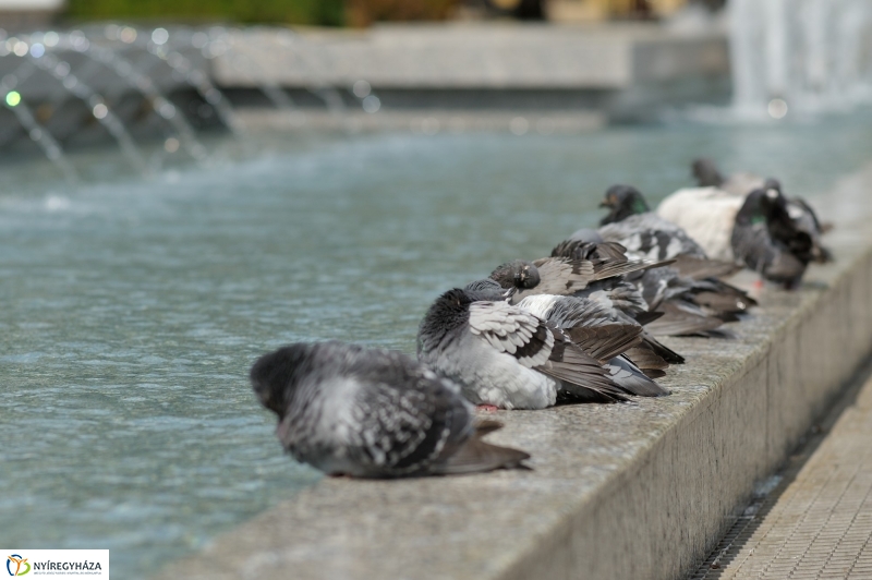Belvárosi strand galamb módra