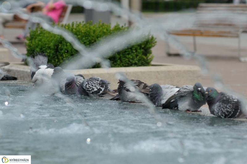 Belvárosi strand galamb módra