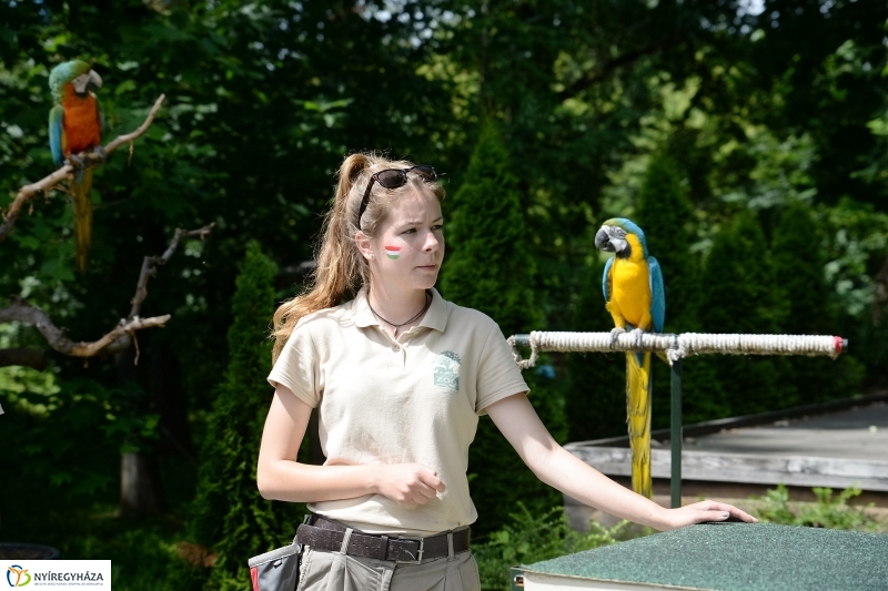 A papagáj magyar győzelemet jósolt!