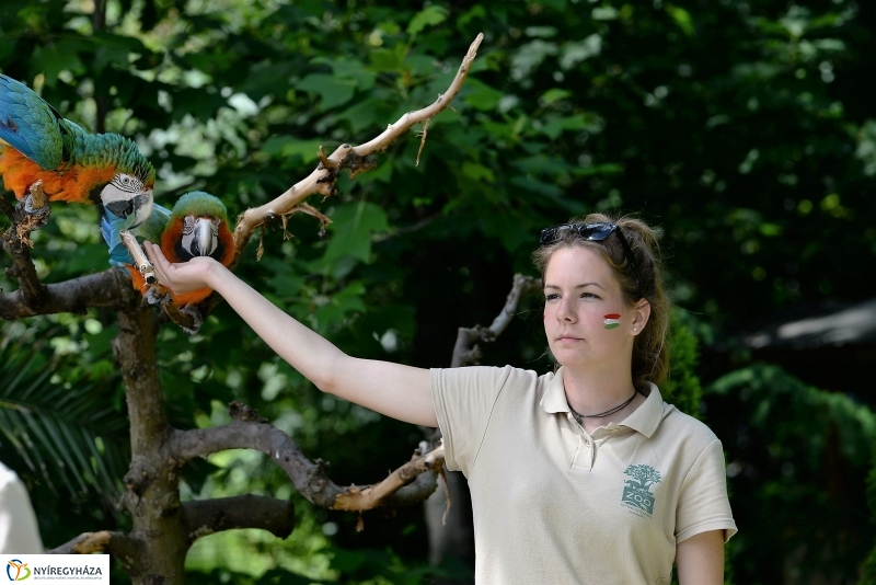 A papagáj magyar győzelemet jósolt!