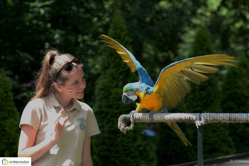A papagáj magyar győzelemet jósolt!