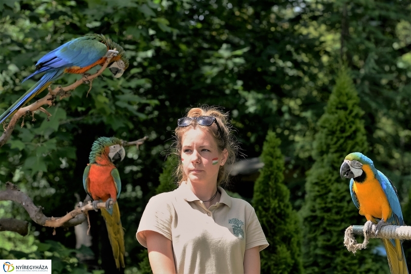 A papagáj magyar győzelemet jósolt!