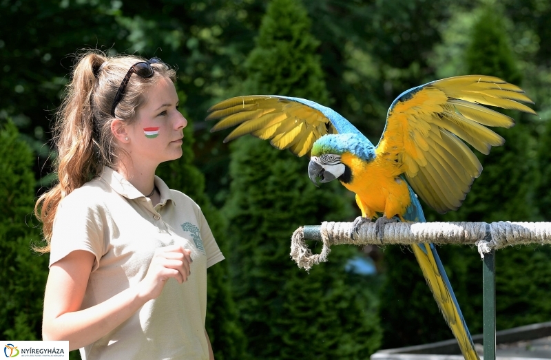 A papagáj magyar győzelemet jósolt!