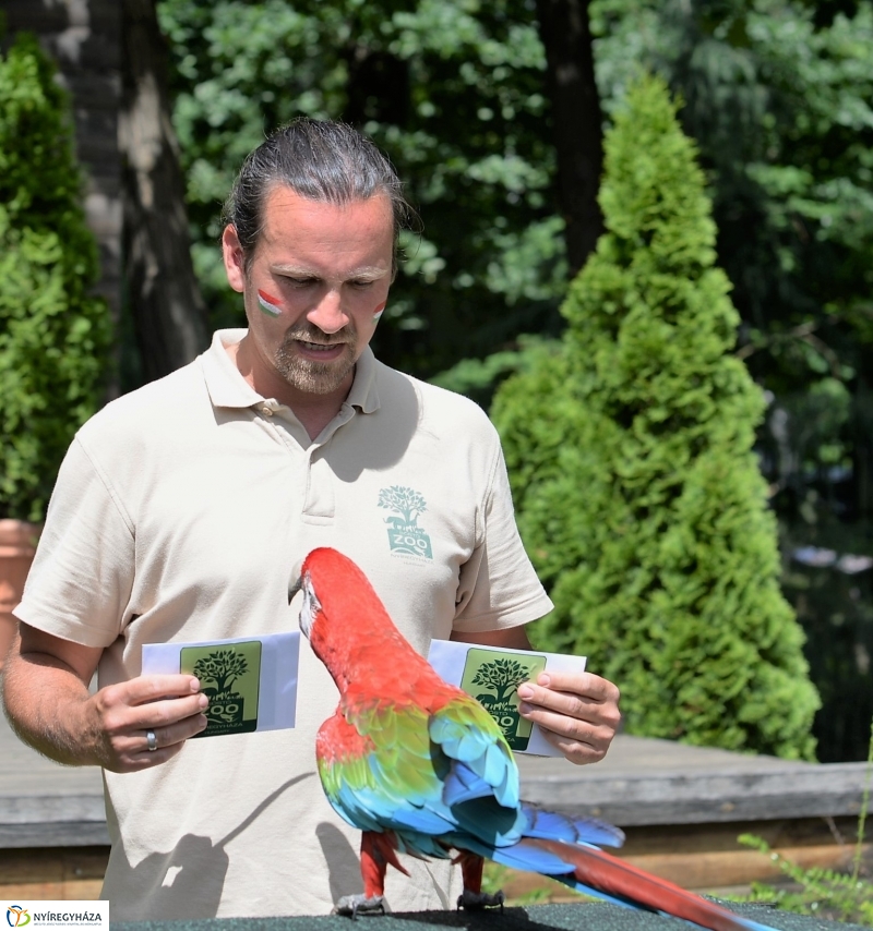 A papagáj magyar győzelemet jósolt!