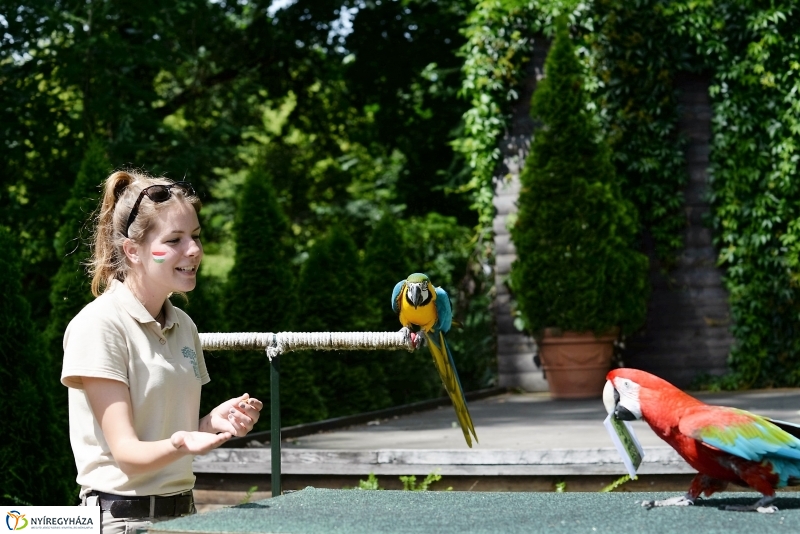 A papagáj magyar győzelemet jósolt!