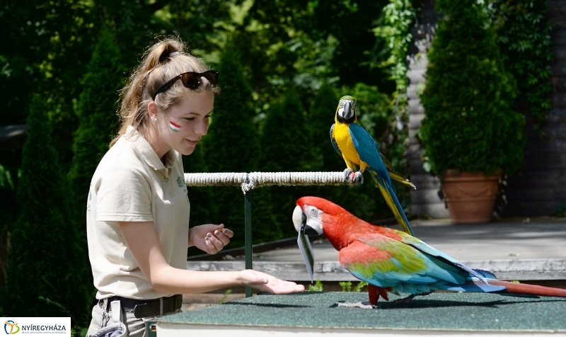 A papagáj magyar győzelemet jósolt!
