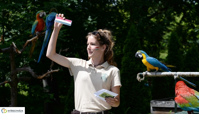 A papagáj magyar győzelemet jósolt!