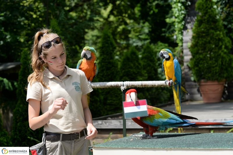 A papagáj magyar győzelemet jósolt!