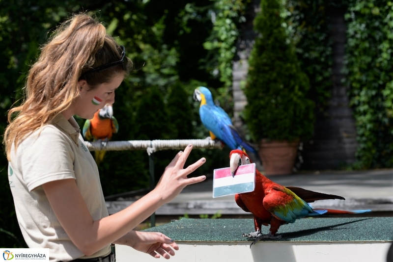 A papagáj magyar győzelemet jósolt!