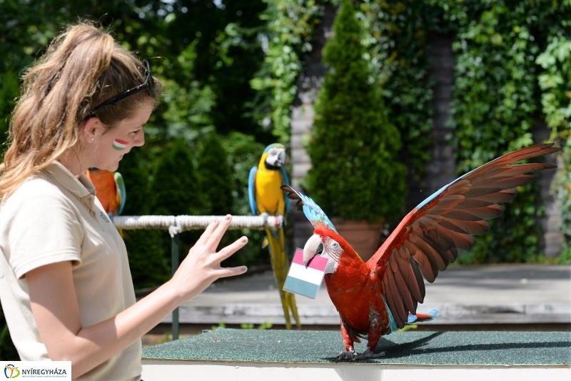 A papagáj magyar győzelemet jósolt!