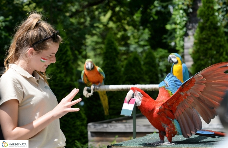 A papagáj magyar győzelemet jósolt!