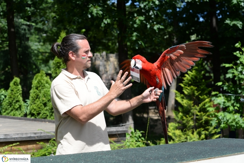 A papagáj magyar győzelemet jósolt!