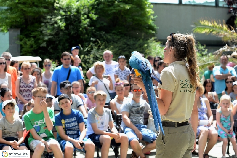 A papagáj magyar győzelemet jósolt!