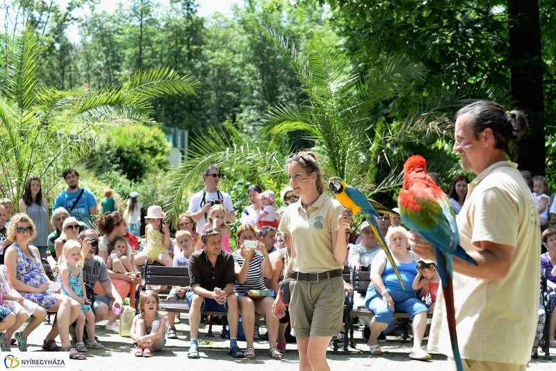 A papagáj magyar győzelemet jósolt!