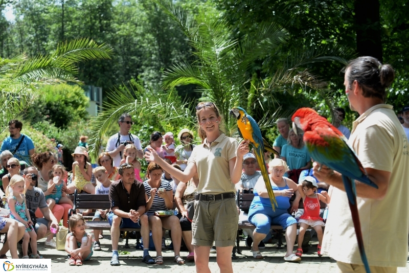 A papagáj magyar győzelemet jósolt!