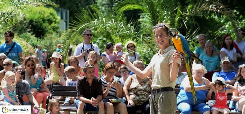 A papagáj magyar győzelemet jósolt!