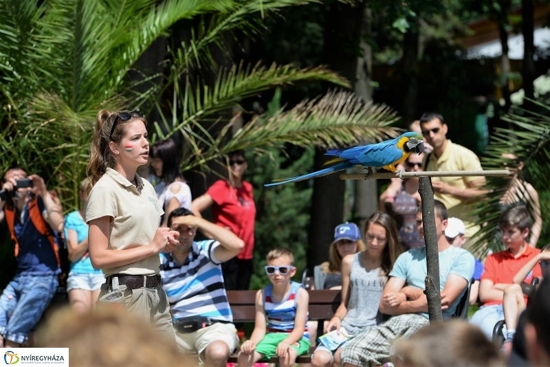 A papagáj magyar győzelemet jósolt!