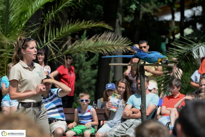 A papagáj magyar győzelemet jósolt!