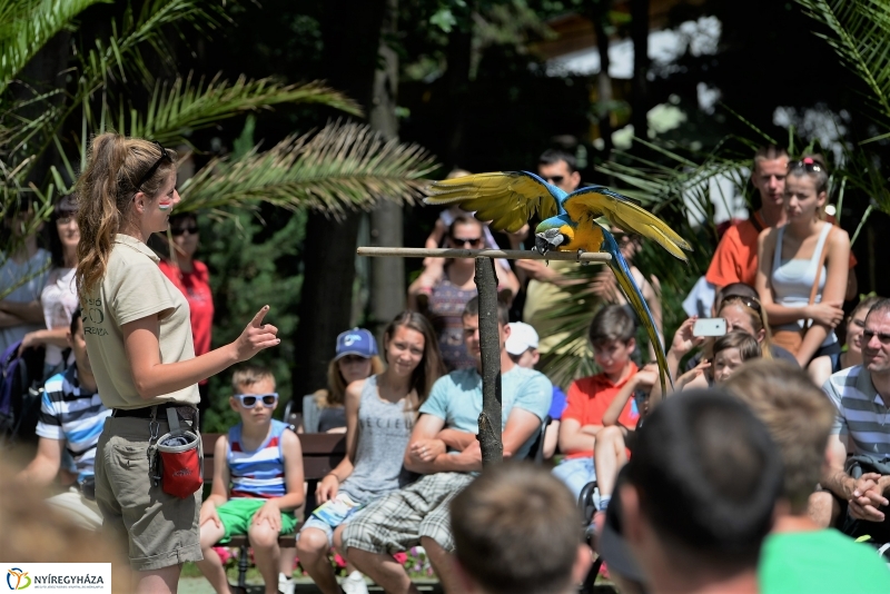 A papagáj magyar győzelemet jósolt!