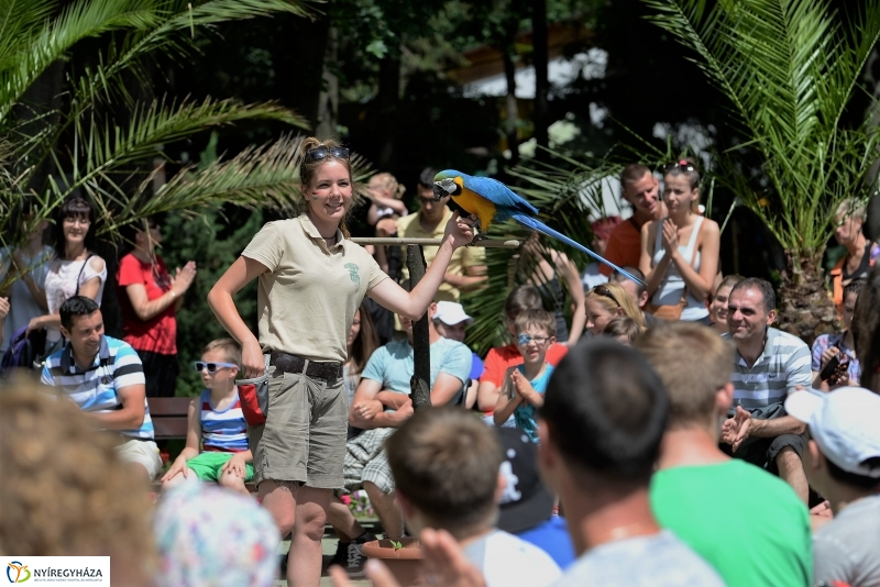 A papagáj magyar győzelemet jósolt!
