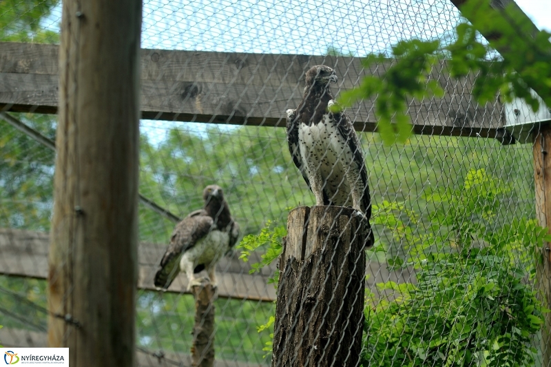Zoosuli az Állatparkban