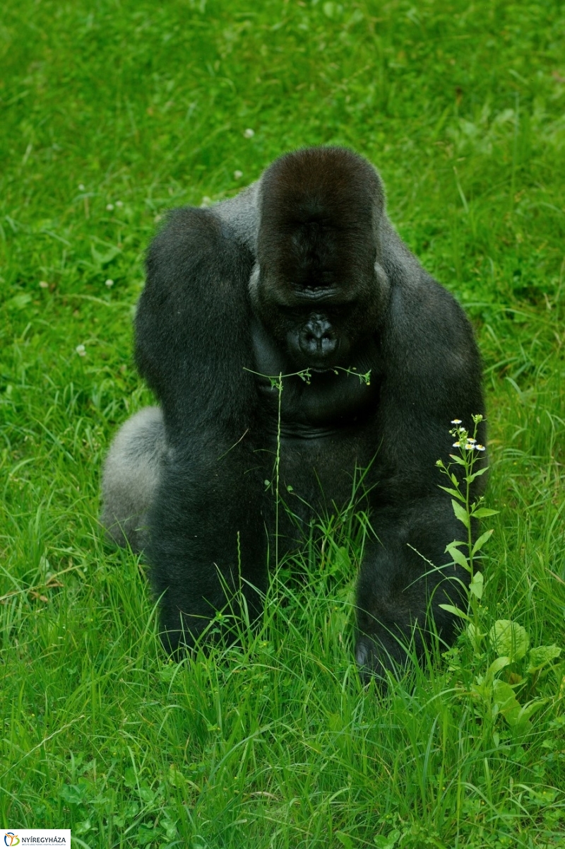 Zoosuli az Állatparkban