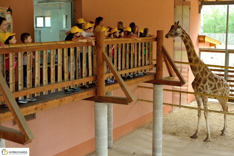 Zoosuli az Állatparkban