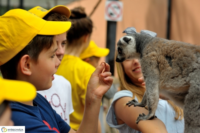 Zoosuli az Állatparkban
