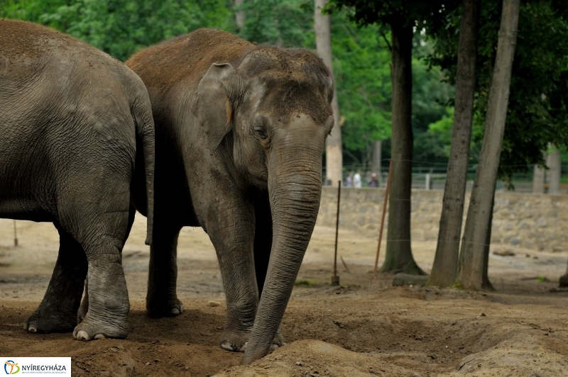 Egy hétköznap az Állatparkban
