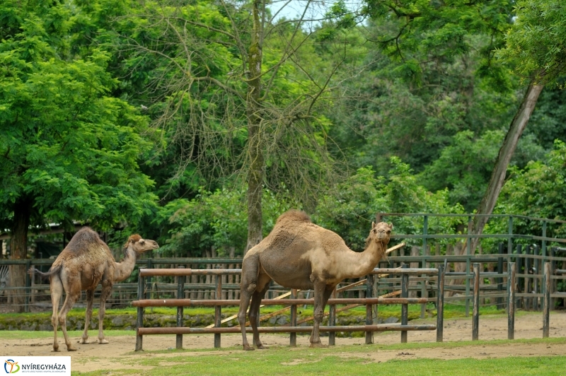Egy hétköznap az Állatparkban