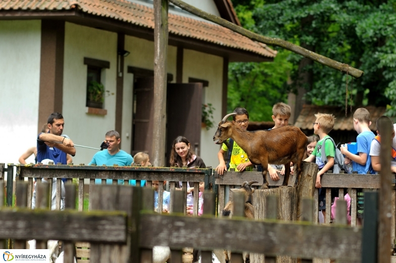 Egy hétköznap az Állatparkban