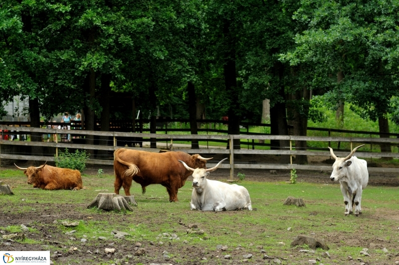 Egy hétköznap az Állatparkban
