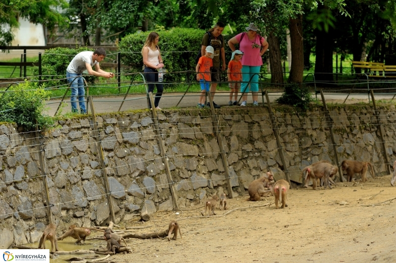 Egy hétköznap az Állatparkban