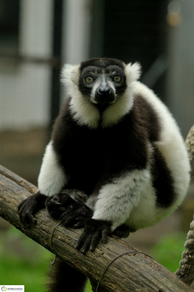 Egy hétköznap az Állatparkban