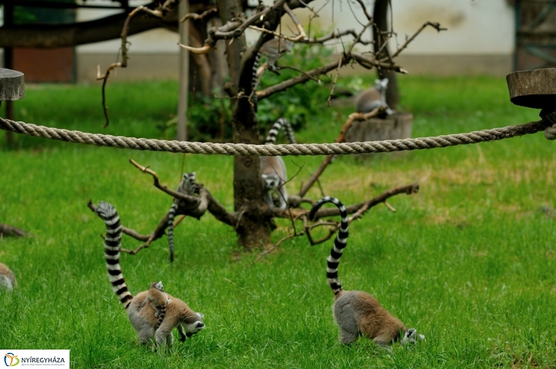 Egy hétköznap az Állatparkban