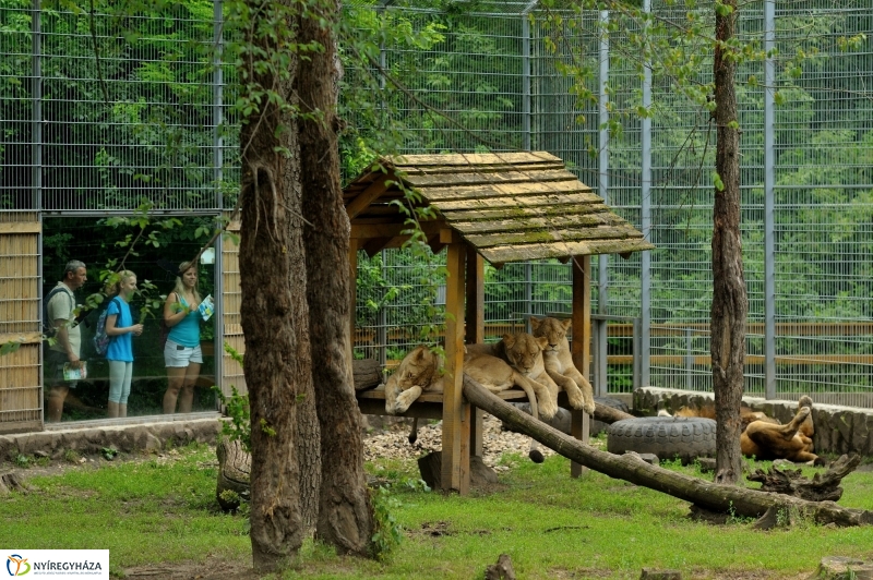 Egy hétköznap az Állatparkban