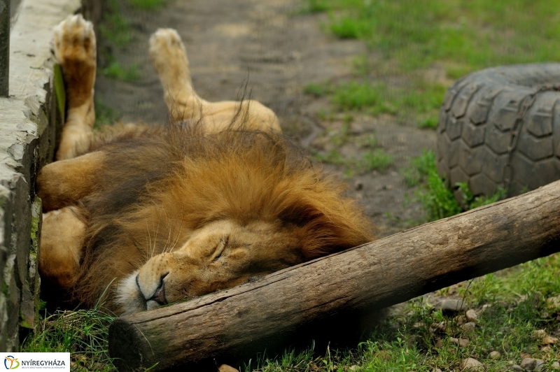 Egy hétköznap az Állatparkban