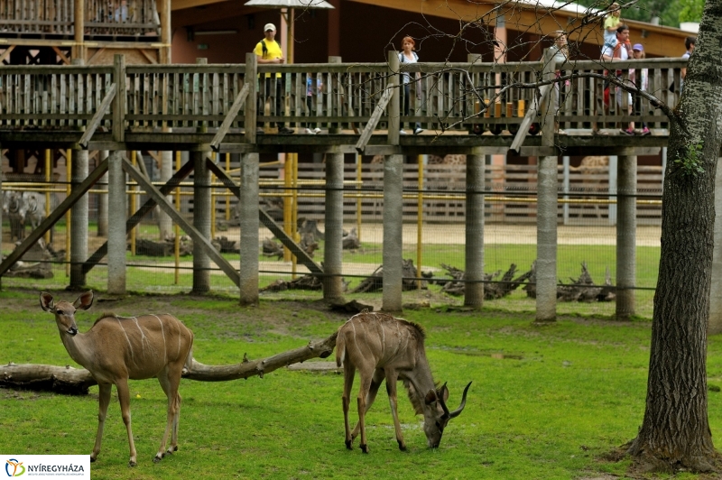 Egy hétköznap az Állatparkban