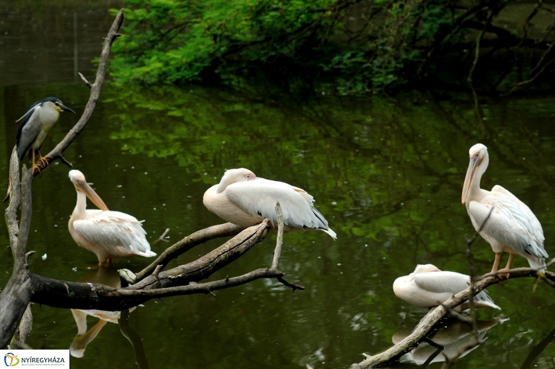 Egy hétköznap az Állatparkban
