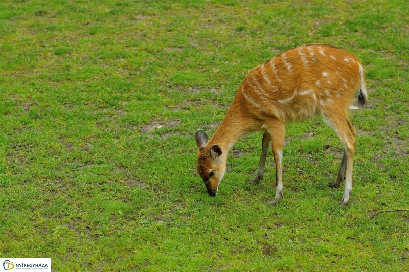 Egy hétköznap az Állatparkban