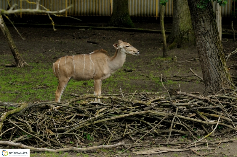 Egy hétköznap az Állatparkban