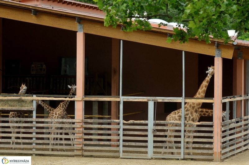 Egy hétköznap az Állatparkban
