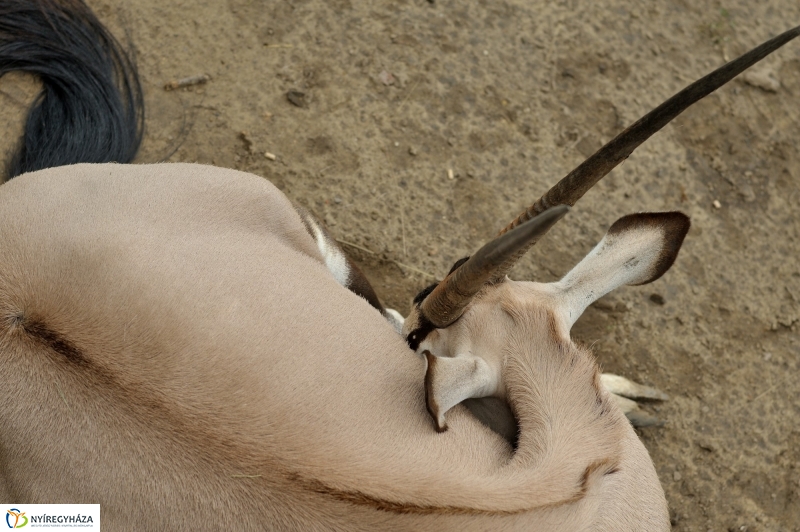 Egy hétköznap az Állatparkban