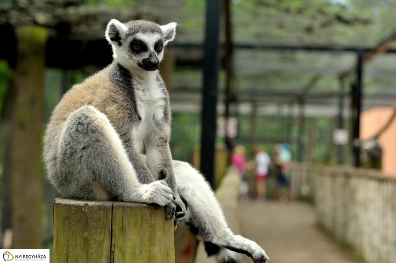 Egy hétköznap az Állatparkban