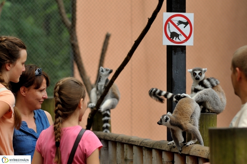Egy hétköznap az Állatparkban