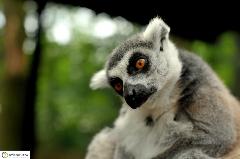 Egy hétköznap az Állatparkban