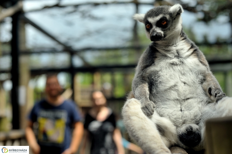 Egy hétköznap az Állatparkban