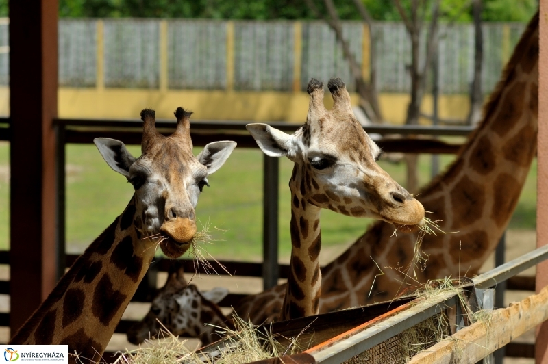 Egy hétköznap az Állatparkban