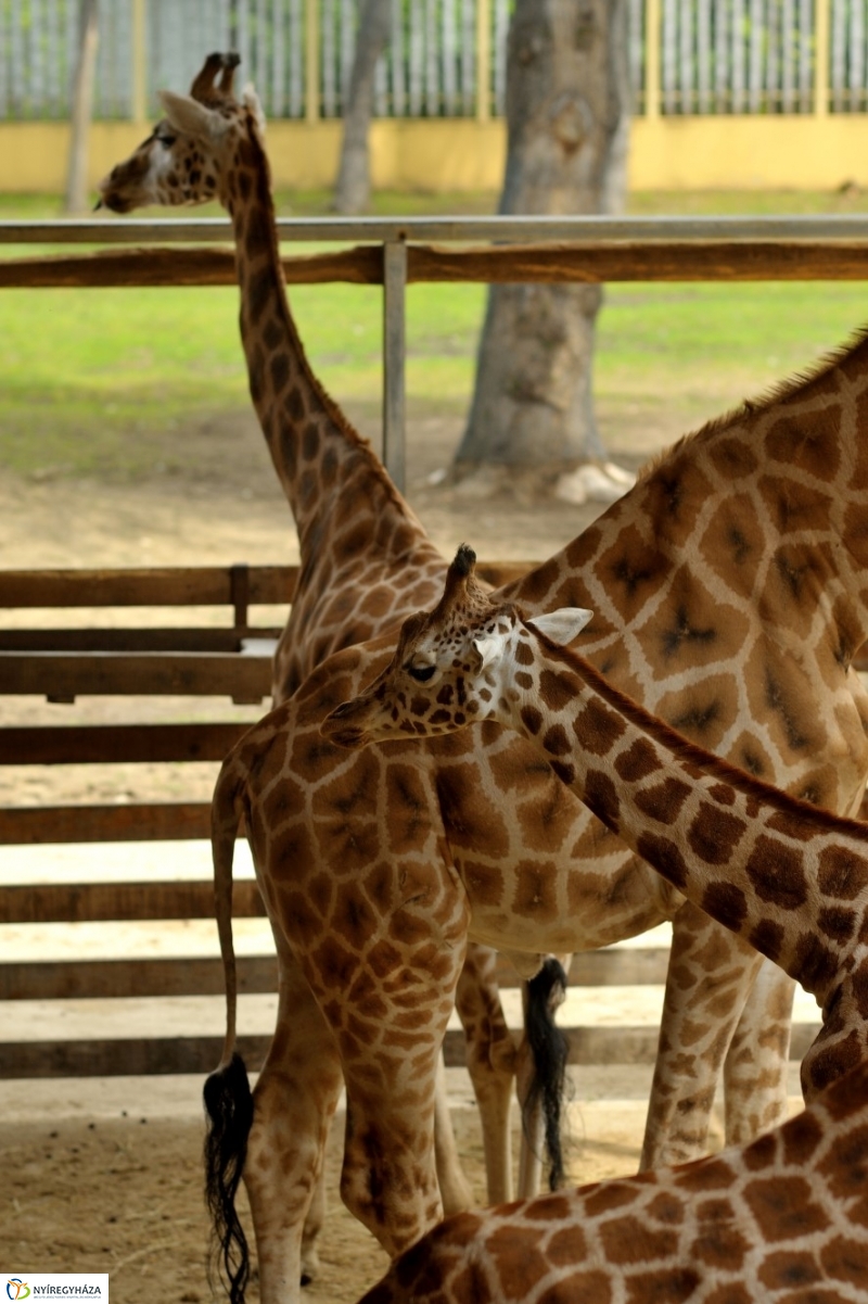 Egy hétköznap az Állatparkban