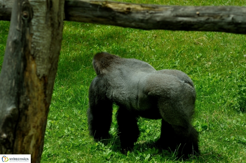 Egy hétköznap az Állatparkban